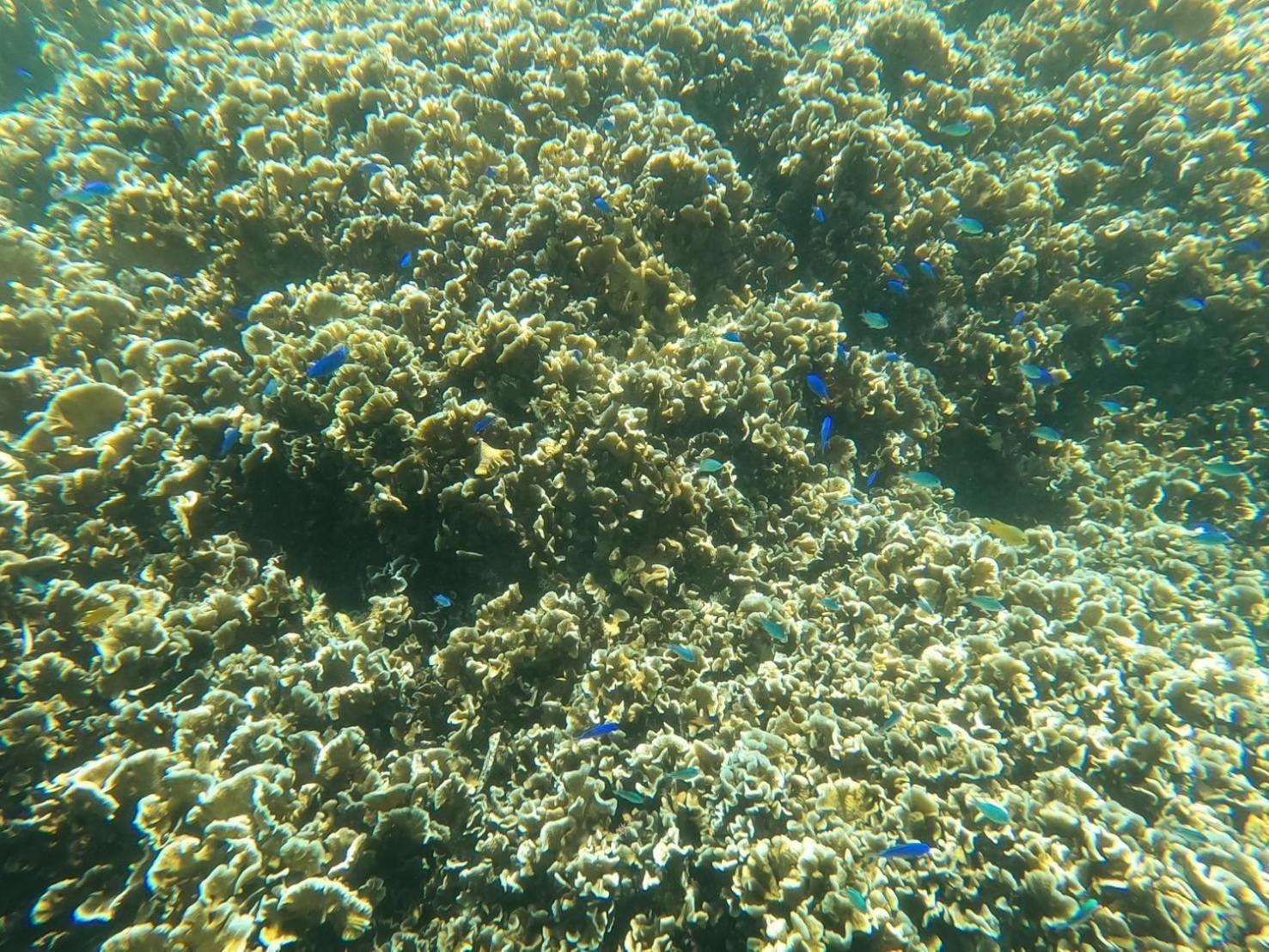 Coral Apartment Onna Exterior photo